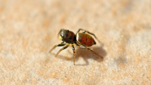 Réf. 202 126 : Heliophanus auratus